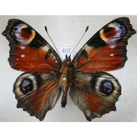 Aglais io (Linnaeus, 1758) Rusałka pawik Czech40f